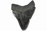 Serrated, Juvenile Megalodon Tooth - South Carolina #172105-1